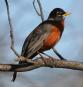 [American Robin]