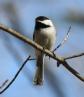 [Black-capped Chickadee]