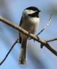 [Black-capped Chickadee]