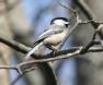 [Black-capped Chickadee]