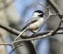 [Black-capped Chickadee]