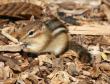 [Chipmunk]