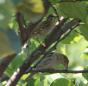 [Eurasian Tree Sparrow]