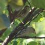[Eurasian Tree Sparrow]