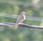 [Eurasian Tree Sparrow]