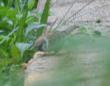 [Eurasian Tree Sparrow]