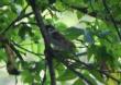 [Eurasian Tree Sparrow]