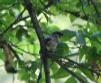 [Eurasian Tree Sparrow]