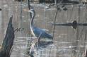 [Great blue Heron]