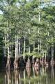 [Cypress]