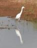 [Little blue Heron]