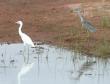 [Little blue Heron]