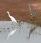 [Little blue Heron]