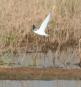 [Least Tern]