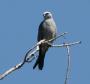 [Mississippi Kite]