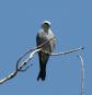 [Mississippi Kite]