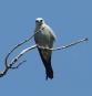 [Mississippi Kite]
