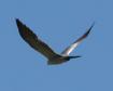 [Mississippi Kite]