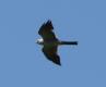 [Mississippi Kite]