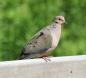 [Mourning Dove]