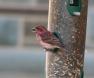 [Purple Finch]