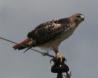 [Red-tailed Hawk]
