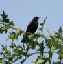 [Red-winged Blackbird]