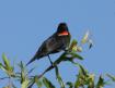 [Red-winged Blackbird]