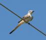 [Scissor-tailed Flycatcher]