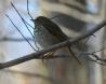[Swainson's Thrush]