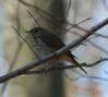 [Swainson's Thrush]
