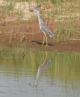 [Yellow-crowned Night Heron]
