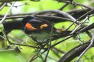 [American Redstart]