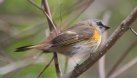 [American Redstart]
