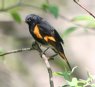 [American Redstart]