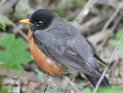 [American Robin]