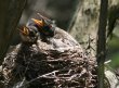 [American Robin]