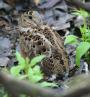 [American Woodcock]