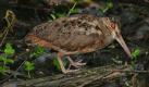 [American Woodcock]