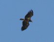 [Bald Eagle]