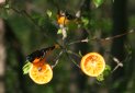 [Baltimore Oriole]