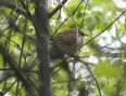 [Black-billed Cuckoo]