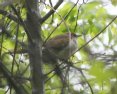 [Black-billed Cuckoo]