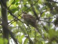 [Black-billed Cuckoo]