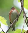 [Bay-breasted Warbler]