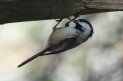 [Black-capped Chickadee]