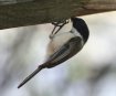 [Black-capped Chickadee]
