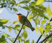 [Blackburnian Warbler]