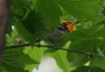 [Blackburnian Warbler]