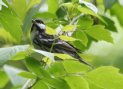 [Blackpoll Warbler]